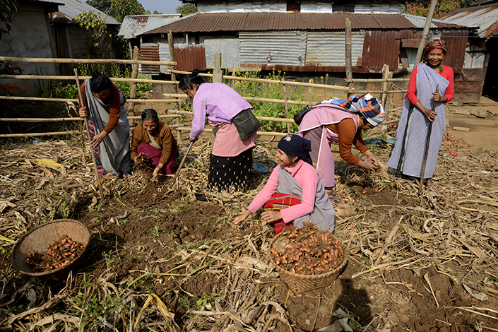 Sanghamitra Bendkhale Golden Fields, Rich Traditions - The Essence of Meghalaya indigenous Turmeric Farm